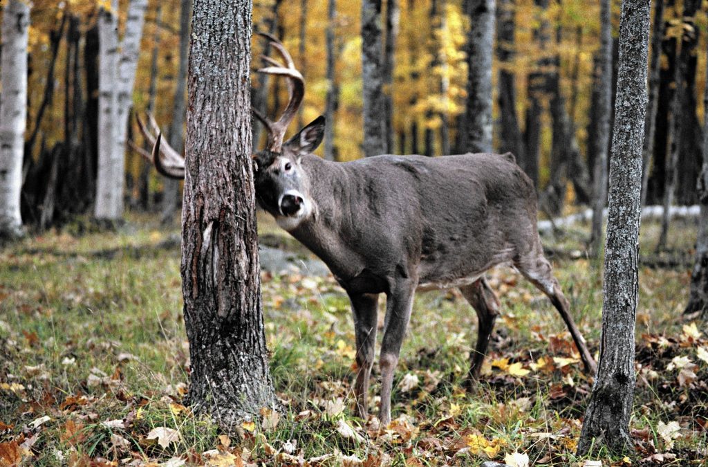 tracking deer marks tracking deer marks
